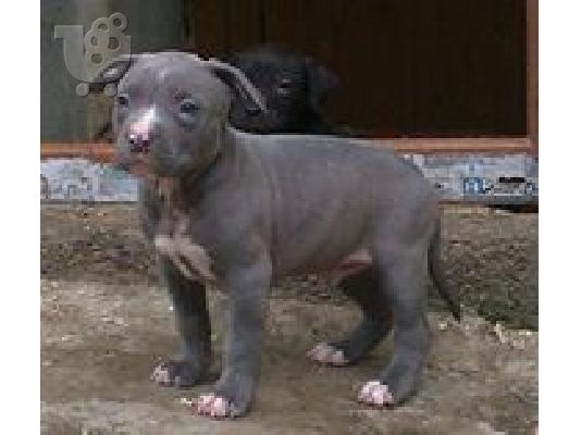 pitbull - πιτμπουλ Bluenose καθαροαιμα 6979314054